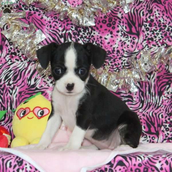 Wren, Boston Terrier Mix Puppy